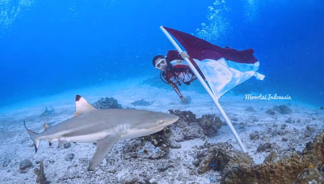 Sambut HUT ke-76 RI, WASI Gelar Parade Merah Putih di Bawah Laut Pulau Morotai