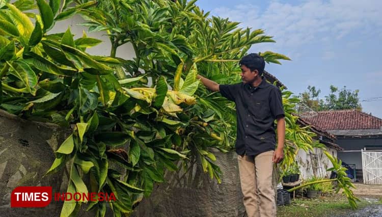Ini Tips Menanam Porang di Polybag yang Baik dan Benar ala Petani Milenial Probolinggo