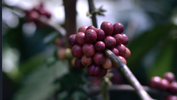 Get the Best Taste of Java Coffee with Tugu Kawisari Coffee