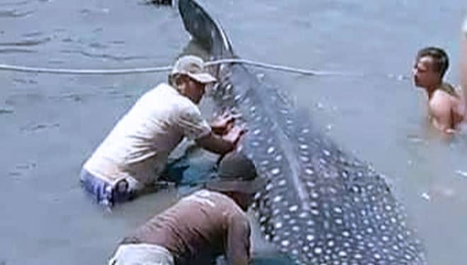 Sempat Terdampar, Hiu Tutul di Lamongan Berhasil Dikembalikan ke Laut