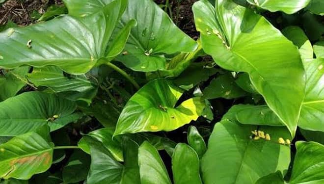 Pencari Daun Cariang Ciamis Berharap Adanya Kenaikan Harga Jual