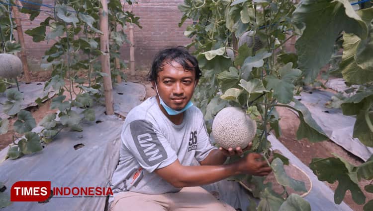 Ada Wisata Petik Melon Dadakan di Mojokerto, Catat Tanggalnya!