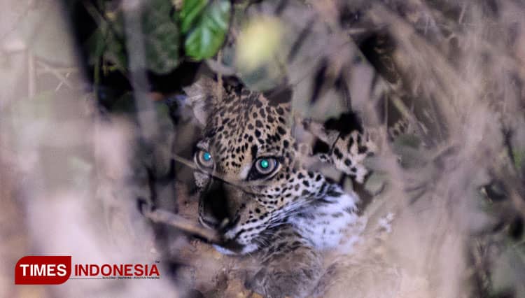 Belum Punah, Macan Tutul Jawa Bertahan Hidup dalam Hutan Banyuwangi