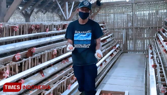 Peternak Ayam Petelur di Bondowoso Keluhkan Harga Telur Tak Sebanding Harga Pakan