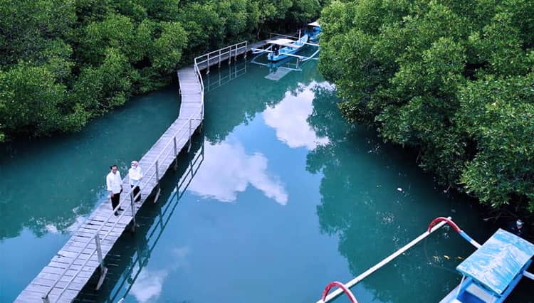Kunjungi Hutan Mangrove di Bali, Presiden RI Jokowi: Ini Contoh Rehabilitasi Ekosistem