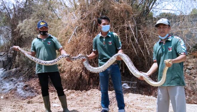 Ular Sanca Panjang 5 Meter Beserta Telur Ditemukan di Dekat Permukiman