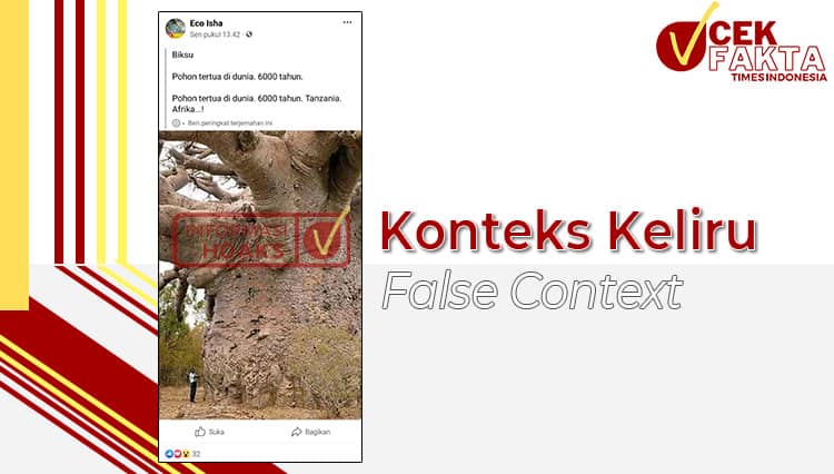 CEK FAKTA: Foto Pohon Tertua Dunia, Usianya 6000 Tahun