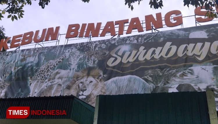 Gajah Dumbo Milik KBS Mati, Dokter Hewan Sebut Kondisi Fisiknya Sempurna