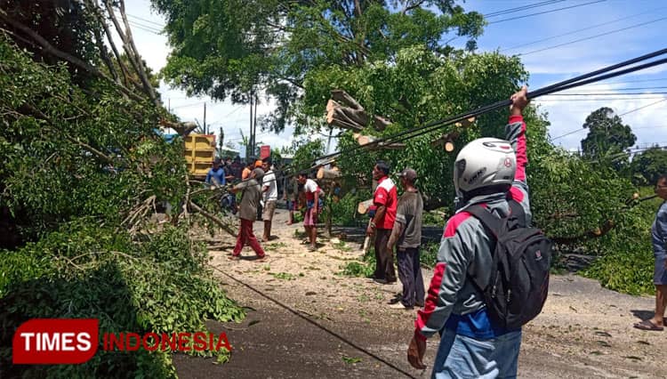 Sejumlah Pohon di Banyuwangi Tumbang Akibat Angin Kencang