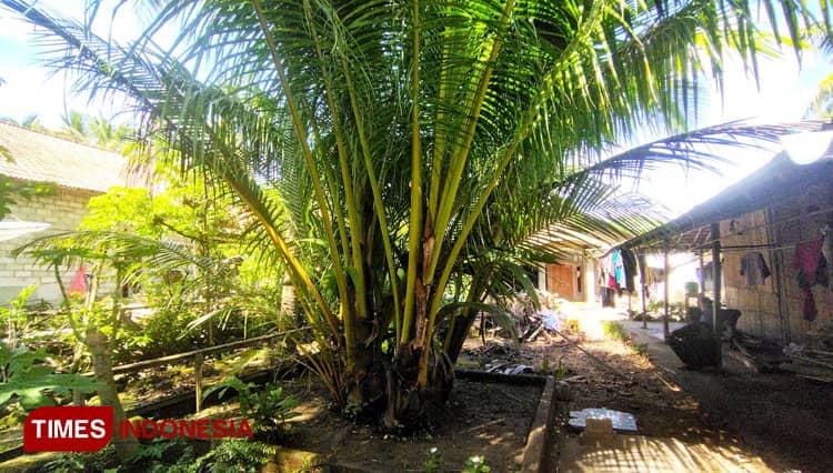 Unik, Ada Pohon Kelapa Bercabang Sepuluh di Pacitan