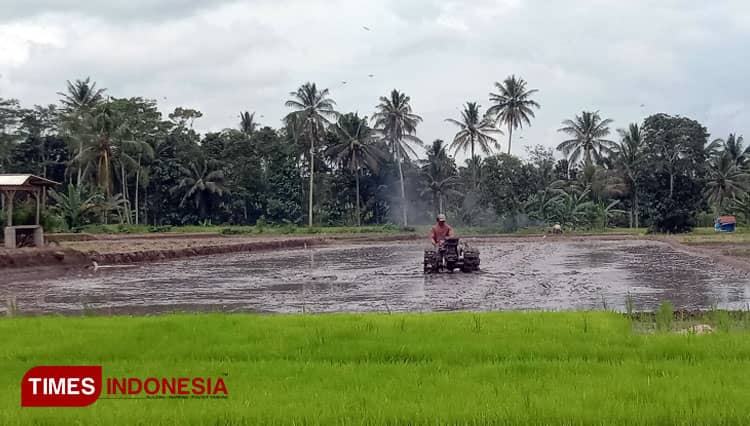 Komoditas Pertanian dan Peternakan Banyuwangi Alami Surplus
