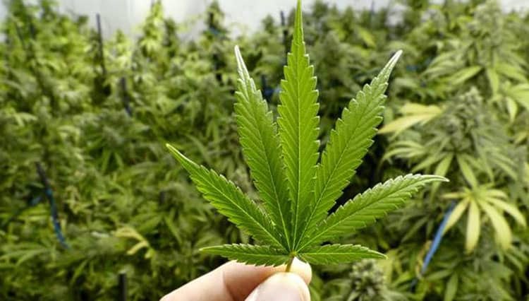 15 Negara di Dunia yang Melegalkan Ganja 