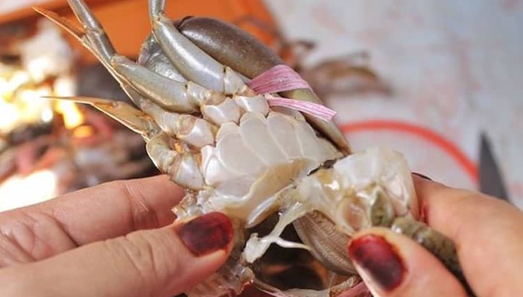Tidak Rumit, Begini Cara Membersihkan Kepiting yang Praktis