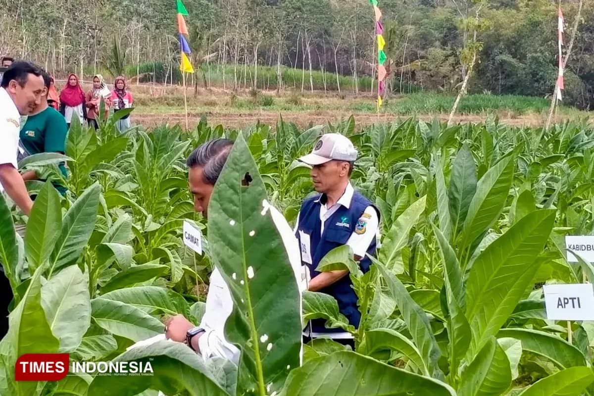 Tanam Padi Diserbu Kera, Petani Donorojo Pacitan Beralih ke Tembakau
