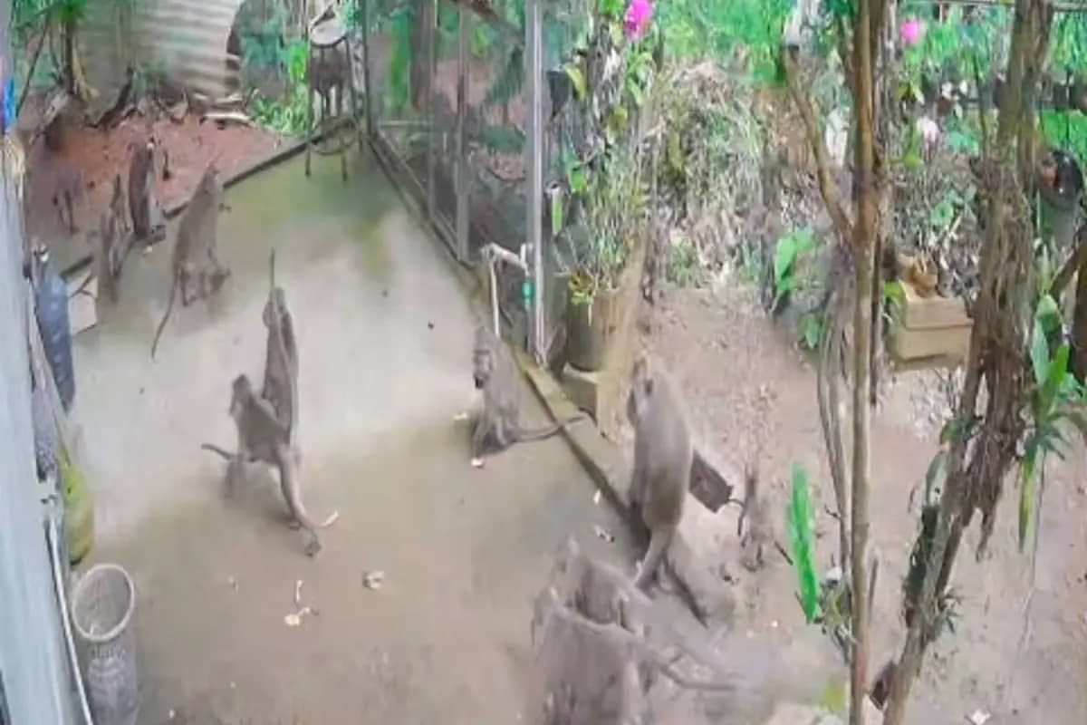 Teror Monyet Ekor Panjang Meluas, Tujuh Desa di Donorojo Pacitan Terdampak