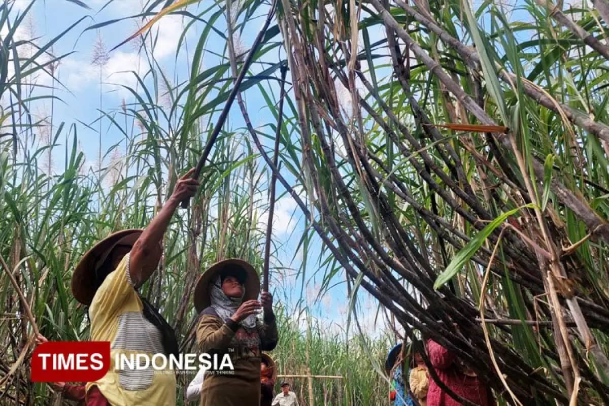 Jamin Kualitas Terbaik, Bibit Program Bongkar Ratoon di Malang Diawasi Ketat