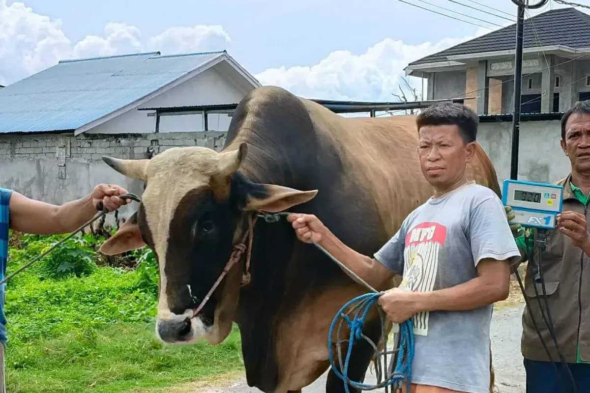 Presiden Prabowo Salurkan 14 Sapi Kurban untuk Sulawesi Tengah