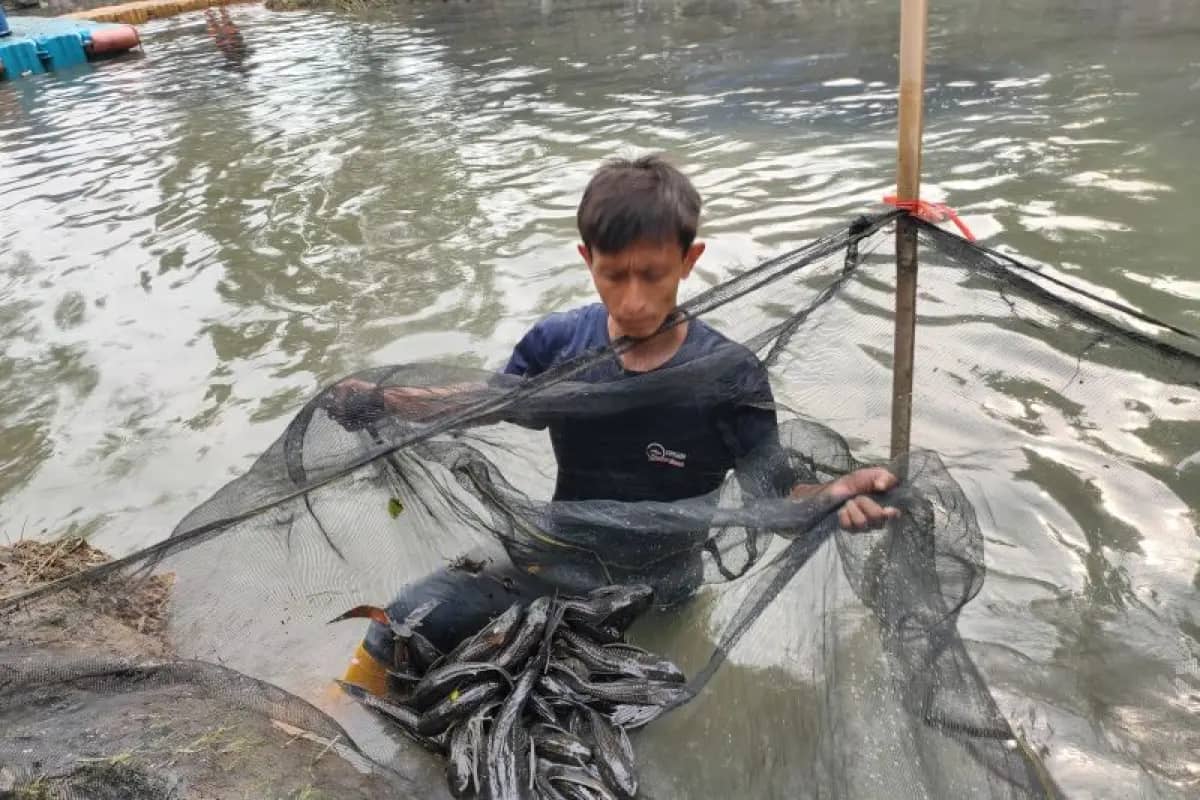 Bahaya Bagi Lingkungan dan Kesehatan, Ratusan Kilo Ikan Sapu-Sapu di Jakbar Dikubur
