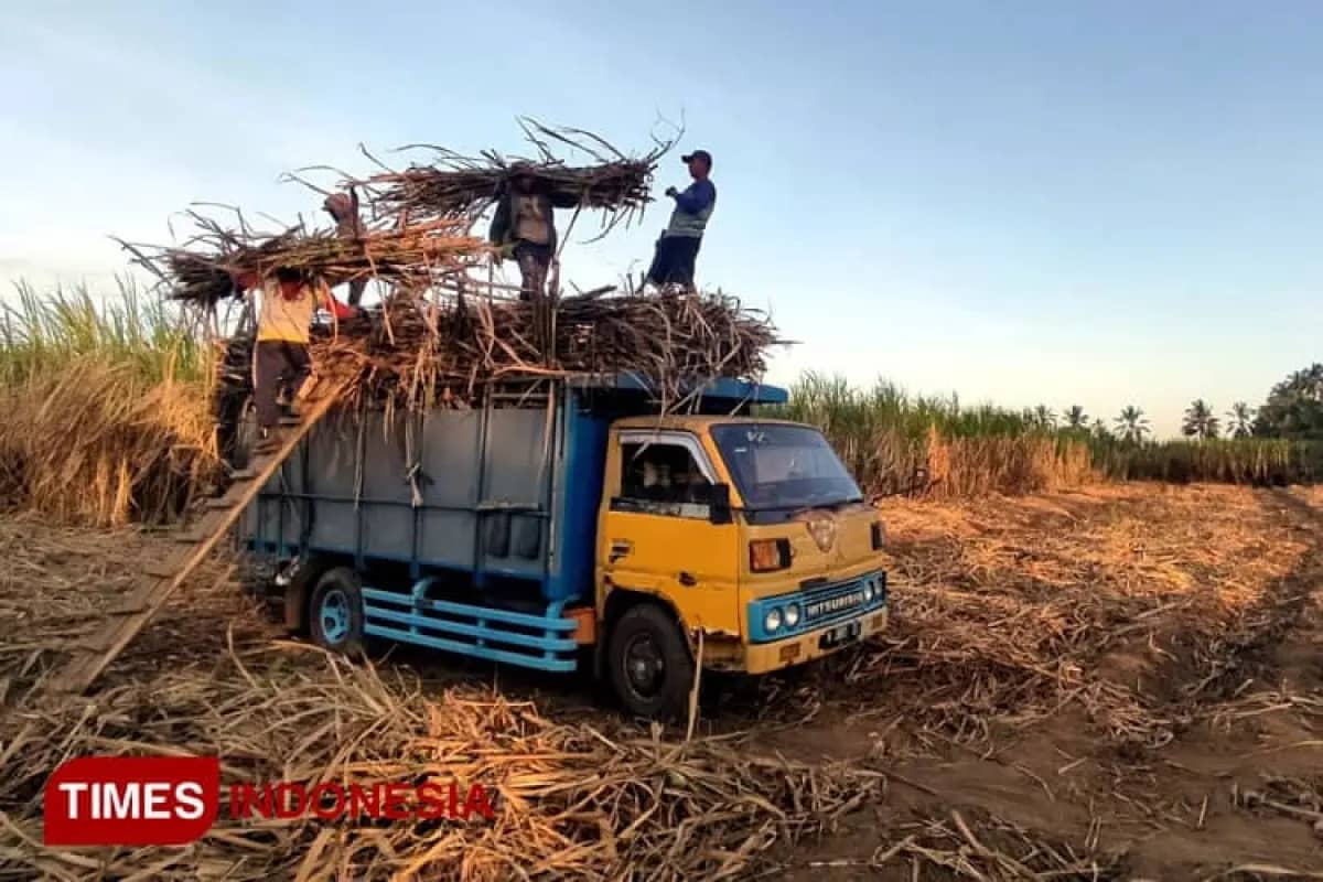Hasil Program Bongkar Ratoon Tebu di Malang Baru Bisa Dinikmati 2027