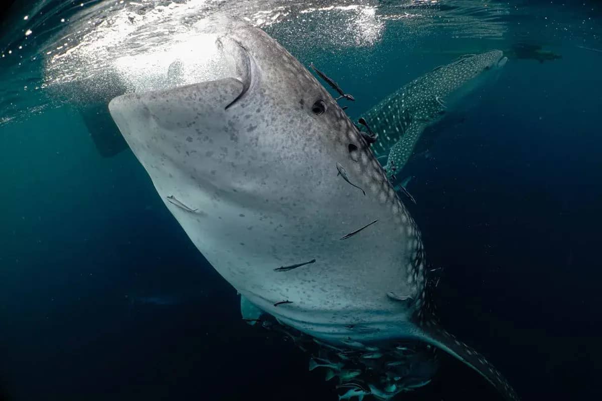 Jejak Global Hiu Paus dan Peta Baru Konservasi Laut Indonesia