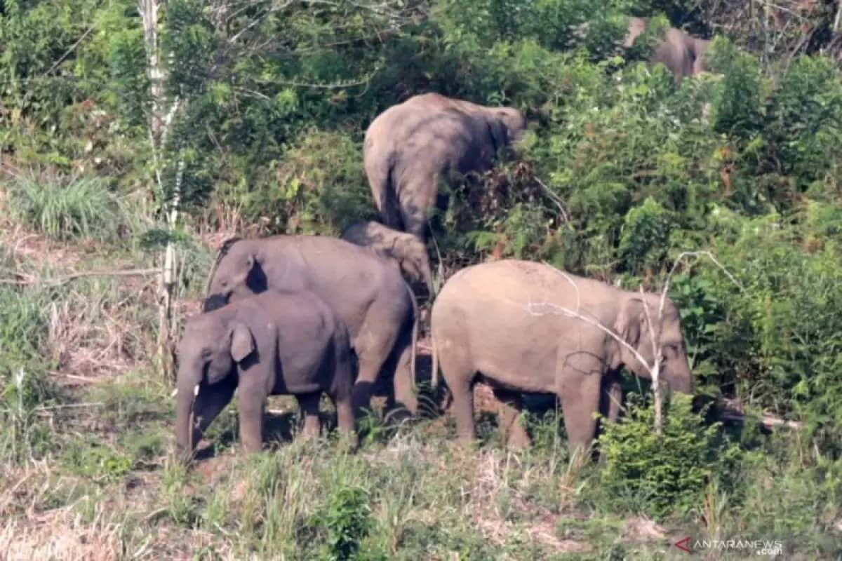 Gajah Liar Masuk Pemukiman di Aceh Jaya, Warga Resah Ternak Mulai Dimangsa