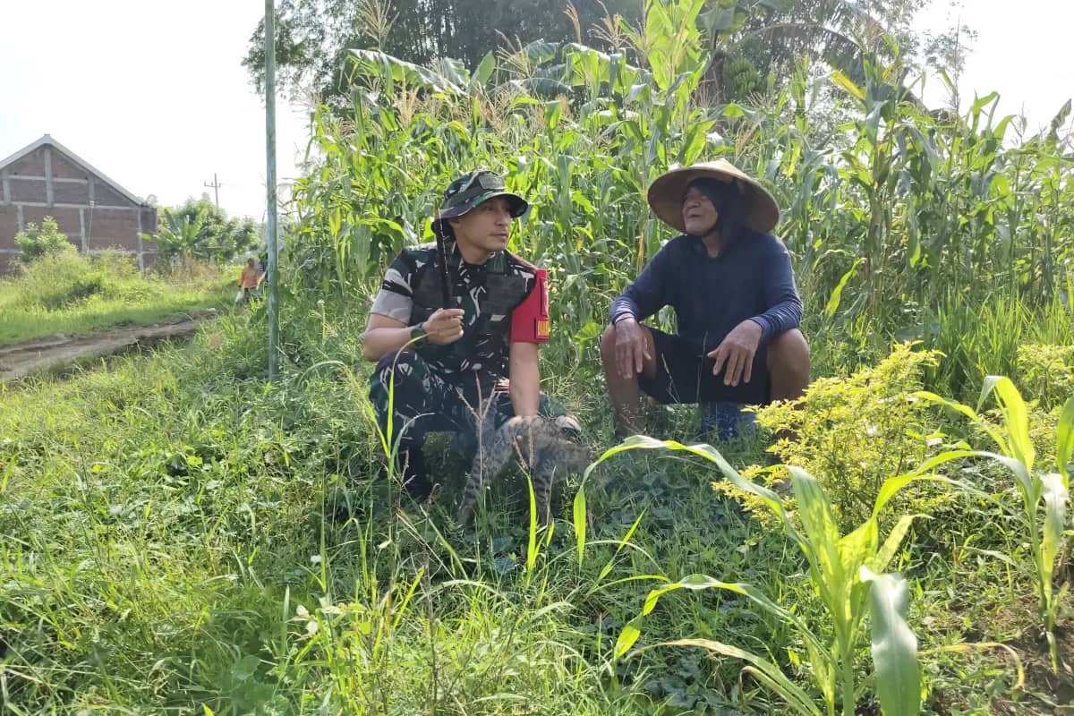 Duduk Bersila di Ladang Jagung, Dansatgas TMMD 128 Gresik Serap Aspirasi Petani