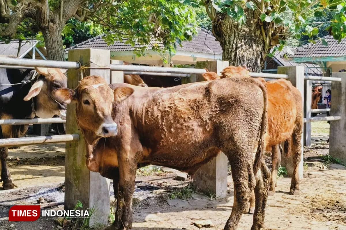 Makan Daging Kurban Tak Kurangi Pahala, Ini Penjelasan Ulama