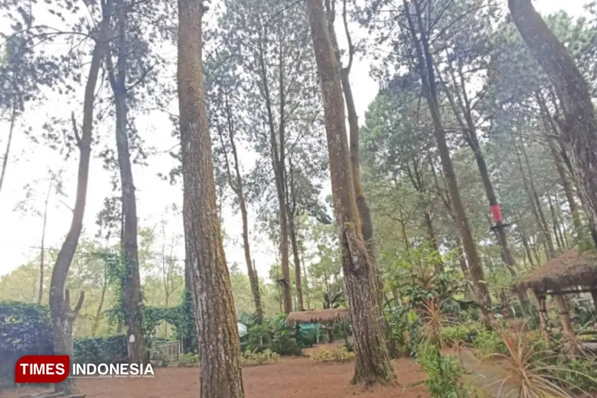 Masuk Hutan Pinus, Wisatawan Langsung Disambut Air Terjun Super Eksotis