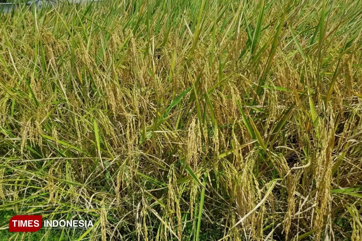 Pemkab Malang Segera Urus Izin Edar Varietas Lokal Berdaya Hasil Tinggi Padi Sukma