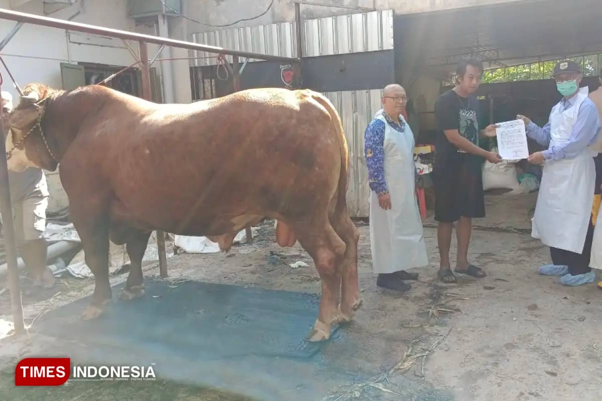 Warga Bondowoso Mengaku Senang Sapinya Dibeli Presiden Prabowo untuk Kurban