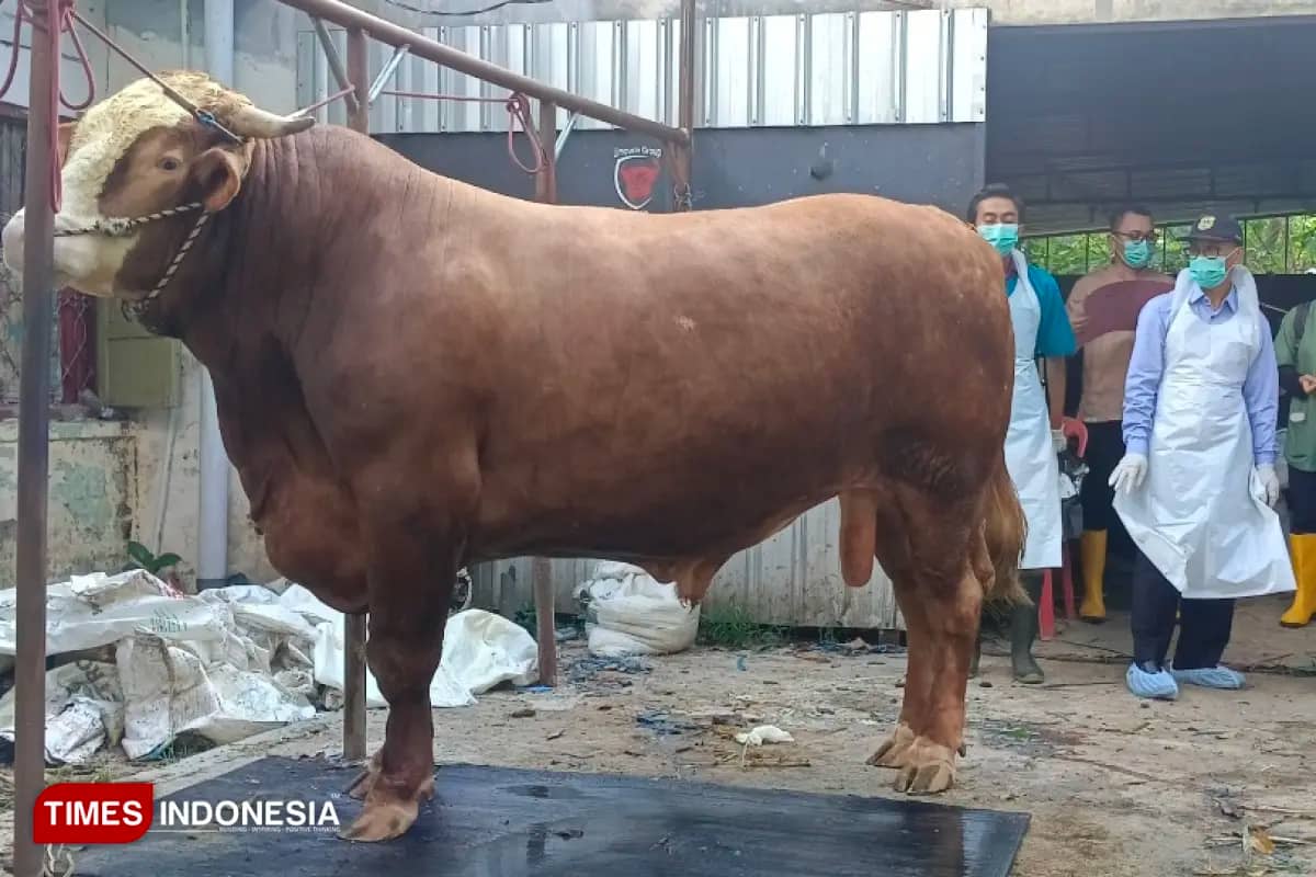 Sapi Warga Bondowoso Seberat 1 Ton Dibeli Presiden Prabowo untuk Kurban