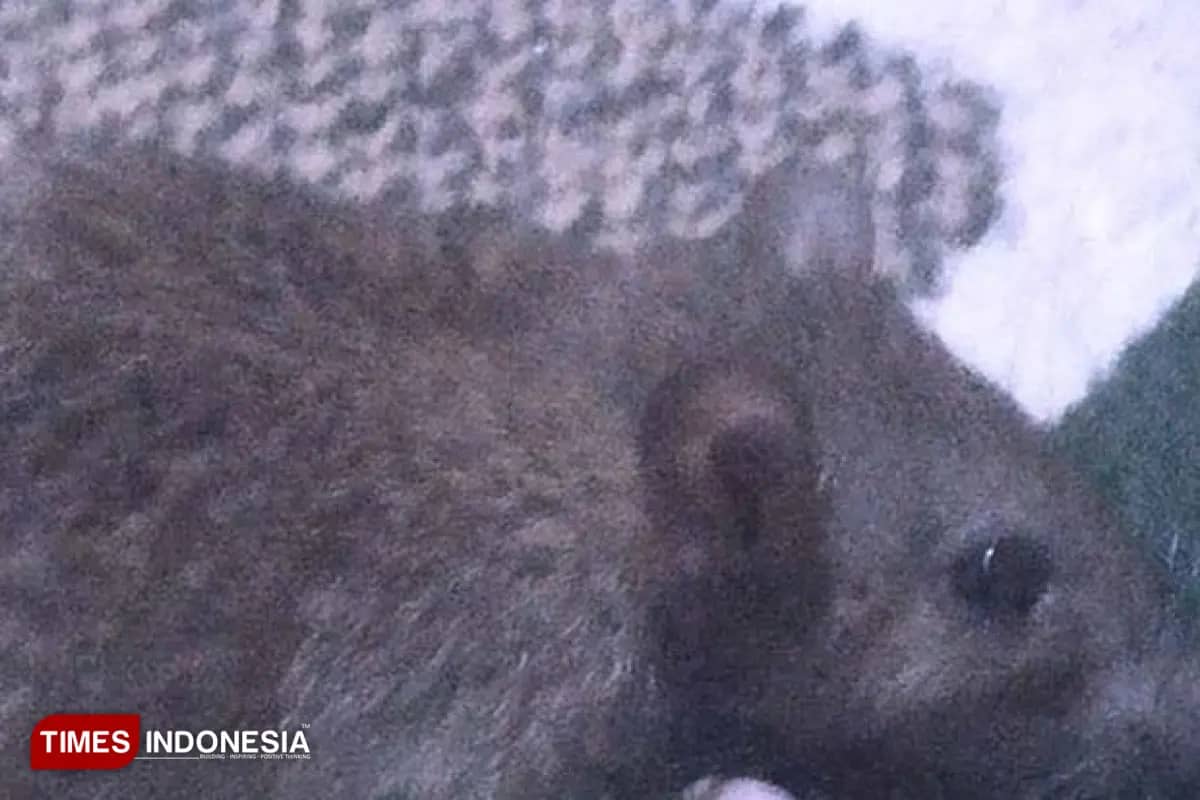 Kasus Leptospirosis di Bantul Tembus 123 Pasien, Enam Meninggal