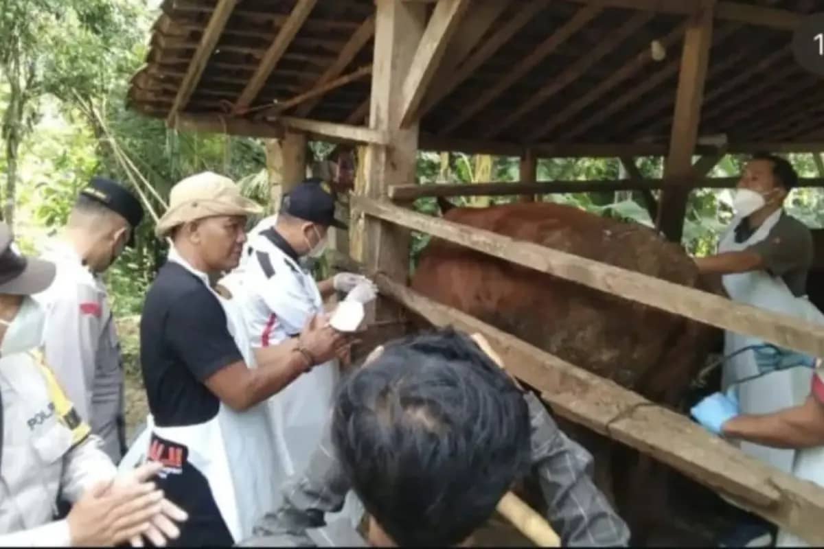 Penyebab Kematian 3 Ekor Sapi di Pacitan Misterius, Tunggu Hasil Lab Sampai Kapan?