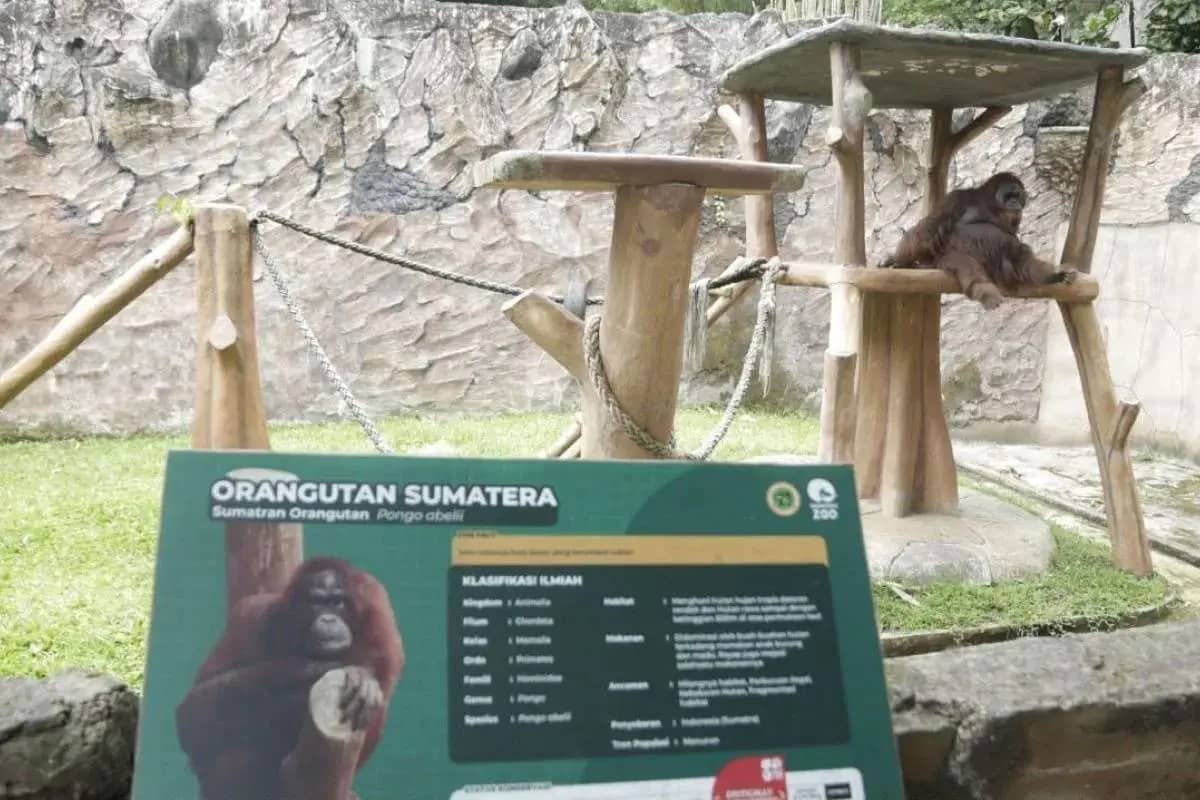 Bandung Zoo Ditargetkan Buka dalam Setahun, Farhan: Dua Izin Ini yang Lama