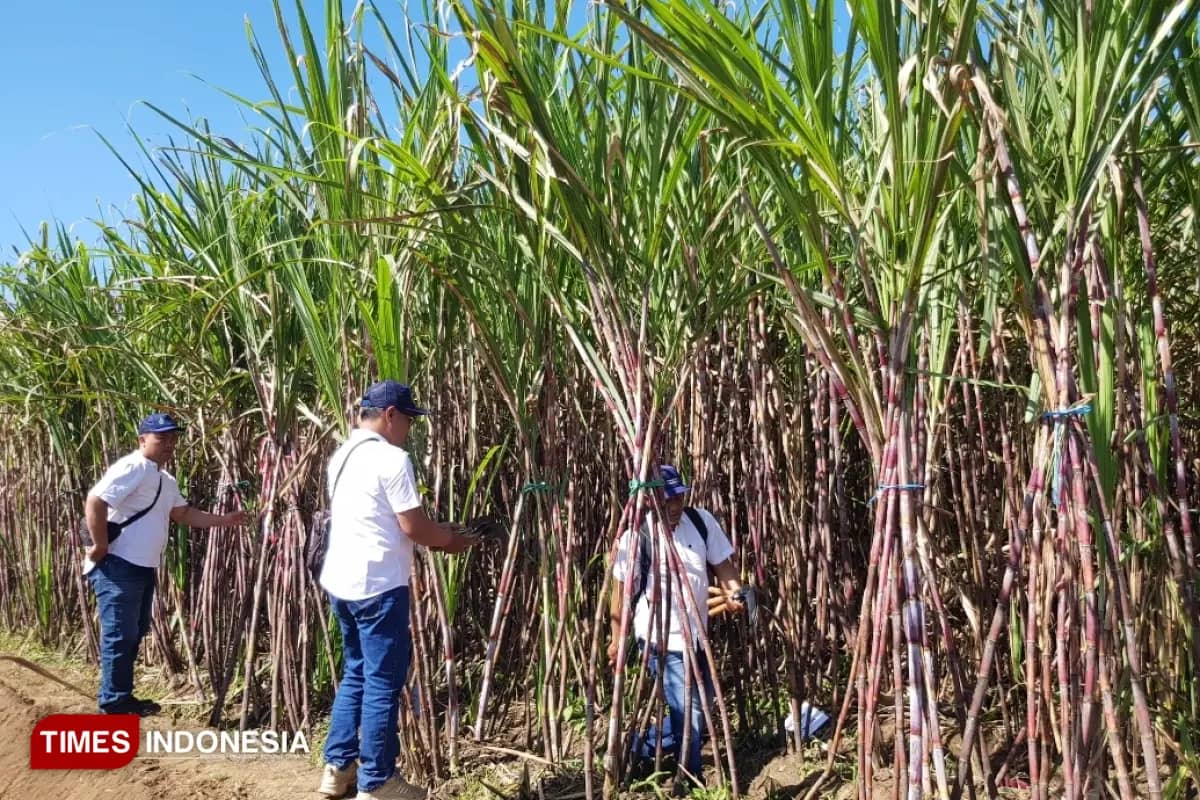 Produksi Tebu Jatim Capai Rekor 20,6 Juta Ton pada 2025, Dukung Target Swasembada Gula Nasional