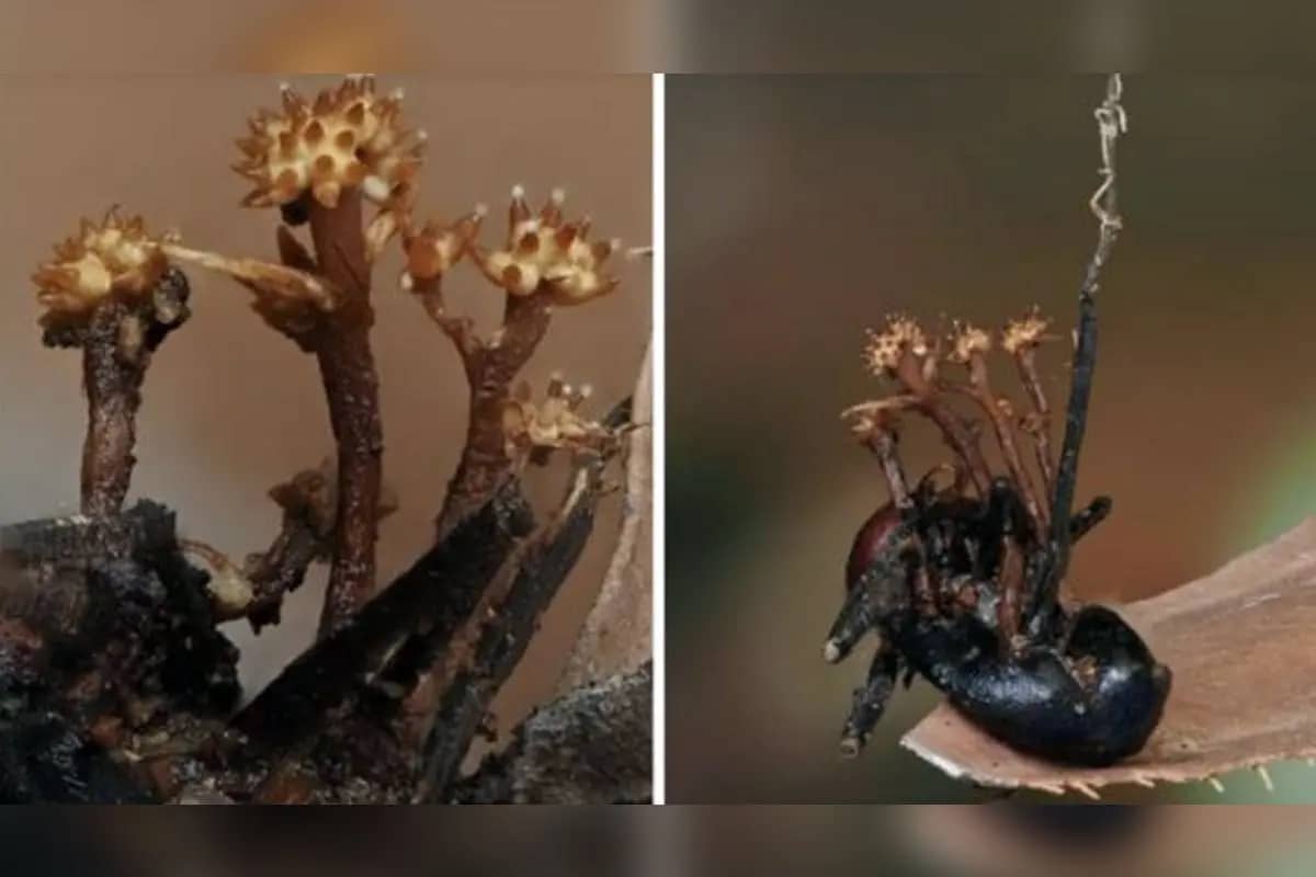 Penjagal Jamur Zombi Ditemukan di Kalimantan