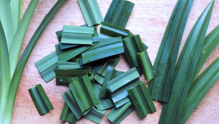 Kenali Segudang Manfaat Daun Pandan bagi Kesehatan Tubuh