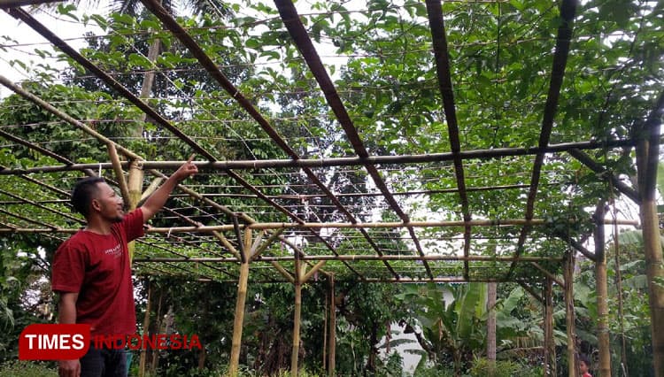 Tanaman Markisa Tumbuh Subur di Cikijing Majalengka