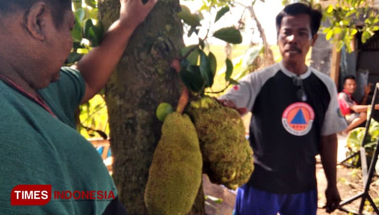 Aneh, Pohon Nangka di Indramayu Berbuah Pisang