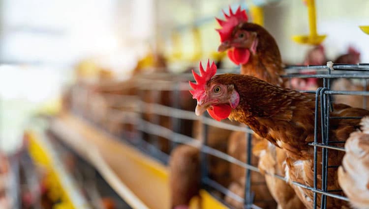 Flu Burung Merebak di AS Sebabkan Harga Produk Dari Unggas Naik