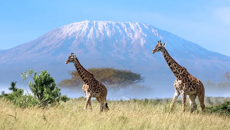 Bisa Update Status, Kini Gunung Kilimanjaro Dilengkapi Koneksi Internet