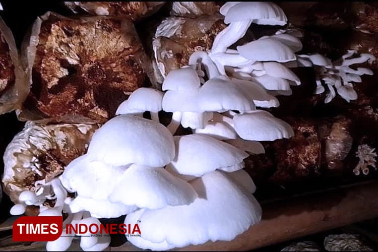Jadi Inspirasi, Kepala Desa di Indramayu Budidaya Jamur Tiram