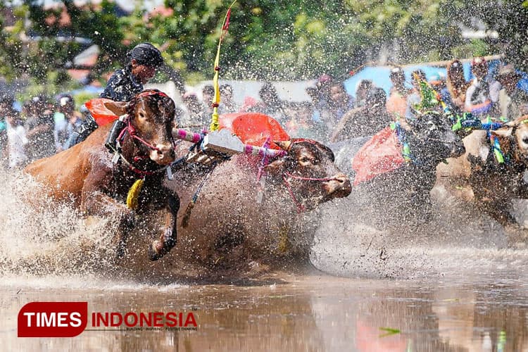 Melihat Keseruan Tradisi Karapan Sapi Brujul di Kota Probolinggo