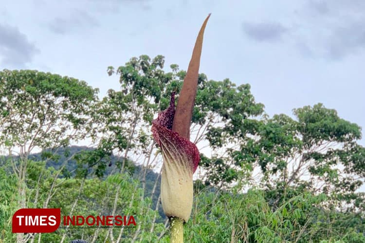 Mengejutkan! Bunga Bangkai Raksasa Ditemukan di Dataran Tinggi Nagan Raya Aceh