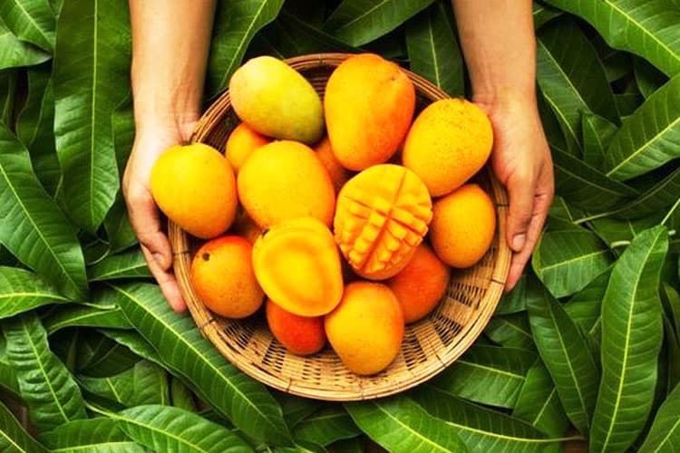 Fakta Buah Mangga, Bukan Asli Indonesia hingga Punya 500 Varietas di Seluruh Dunia