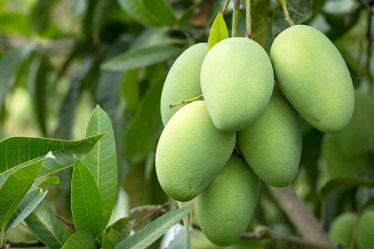 Daerah Penghasil Mangga Terbanyak di Indonesia