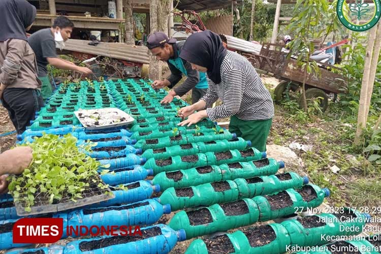 Alumni Polbangtan Malang Bantu Petani Sumba Barat Giatkan Budidaya Cabai dan Sawi