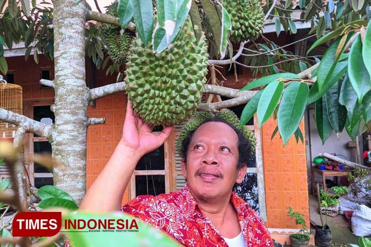 Petani Pacitan Berbagi Tips Sukses Menanam Durian Bawor