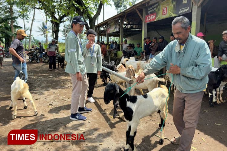 KSM-T Unisma Malang Mengulik Pasar Sapi di Desa Pajaran