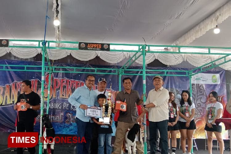 Bangkitkan Semangat Peternak Lokal, Pemkab Bantul Selenggarakan Kontes Kambing PE